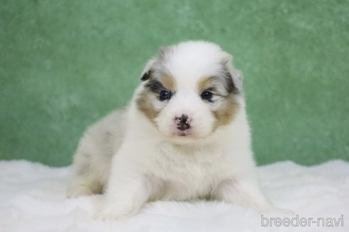 成約済の東京都のオーストラリアンシェパード-384255の4枚目