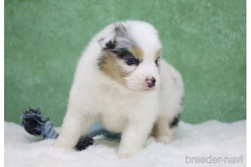 成約済の東京都のオーストラリアンシェパード-384255の3枚目