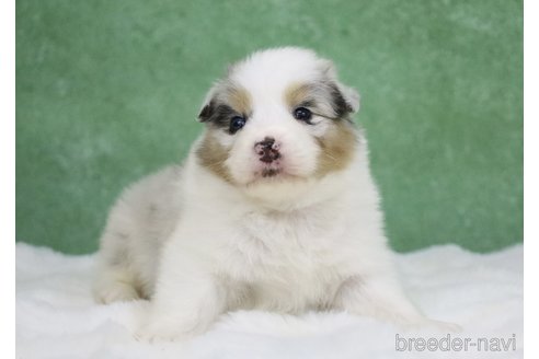 成約済の東京都のオーストラリアンシェパード-384255の10枚目