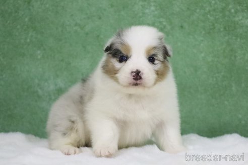 成約済の東京都のオーストラリアンシェパード-384255の9枚目