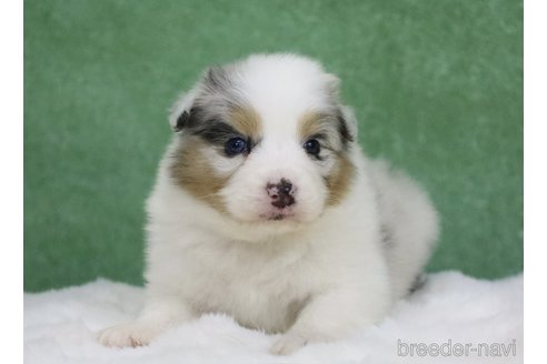 成約済の東京都のオーストラリアンシェパード-384255の5枚目