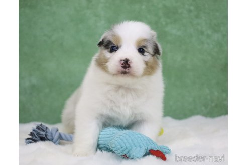 成約済の東京都のオーストラリアンシェパード-384255の12枚目