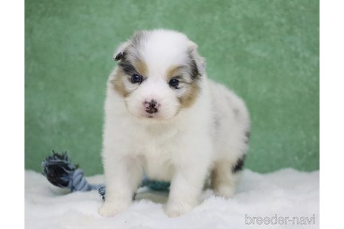 成約済の東京都のオーストラリアンシェパード-384255の6枚目