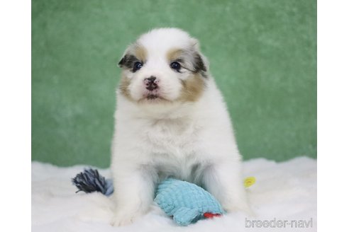 成約済の東京都のオーストラリアンシェパード-384255の13枚目