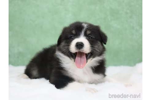 販売中の東京都のオーストラリアンシェパード-384265の9枚目