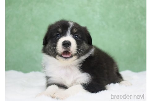 販売中の東京都のオーストラリアンシェパード-384265の10枚目