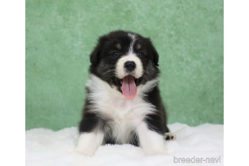 販売中の東京都のオーストラリアンシェパード-384265の15枚目