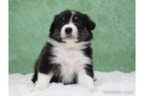 販売中の東京都のオーストラリアンシェパード-384265の13枚目