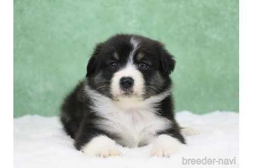 販売中の東京都のオーストラリアンシェパード-384265の7枚目