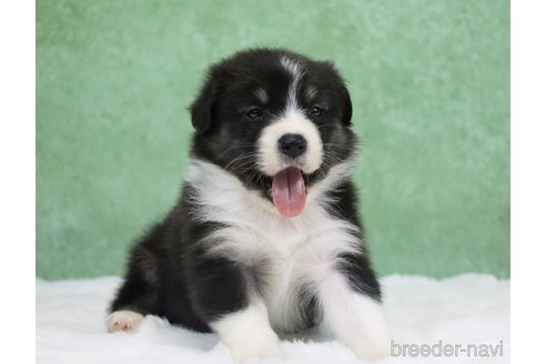 販売中の東京都のオーストラリアンシェパード-384265の8枚目