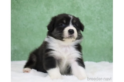 販売中の東京都のオーストラリアンシェパード-384265の5枚目