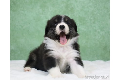 販売中の東京都のオーストラリアンシェパード-384265の3枚目