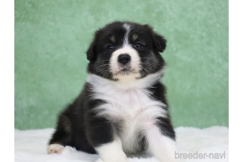 販売中の東京都のオーストラリアンシェパード-384265の4枚目