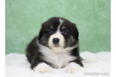 販売中の東京都のオーストラリアンシェパード-384265の2枚目