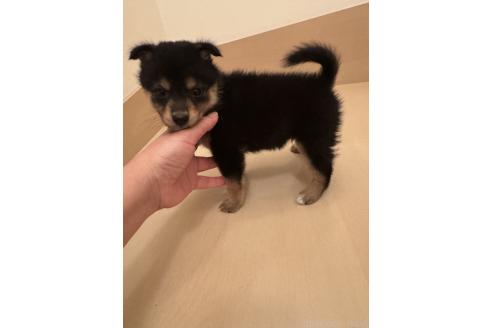 成約済の埼玉県のミックス犬-381838の3枚目