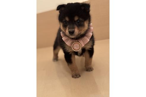成約済の埼玉県のミックス犬-381838の2枚目