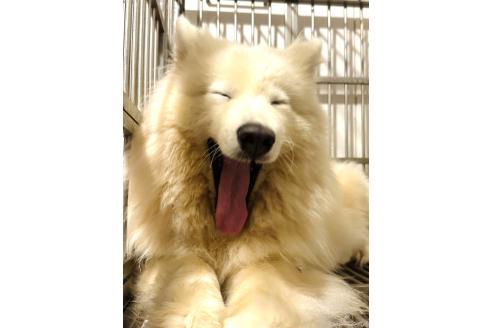 ダイカちゃんちゃん1枚目