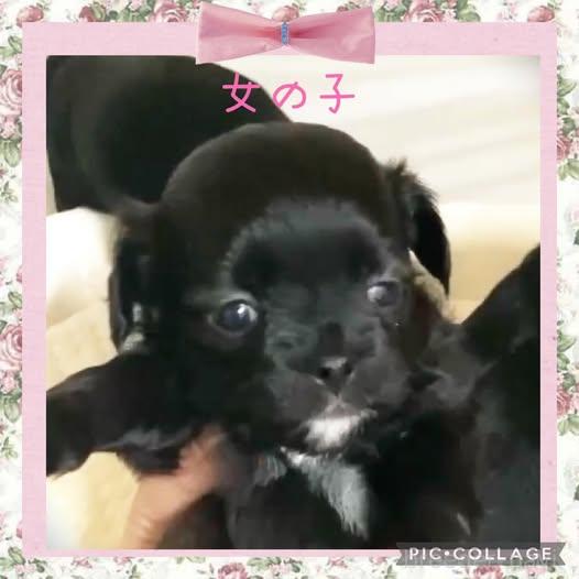 成約済の静岡県のチワプー:チワワ×トイプードル-382506の3枚目