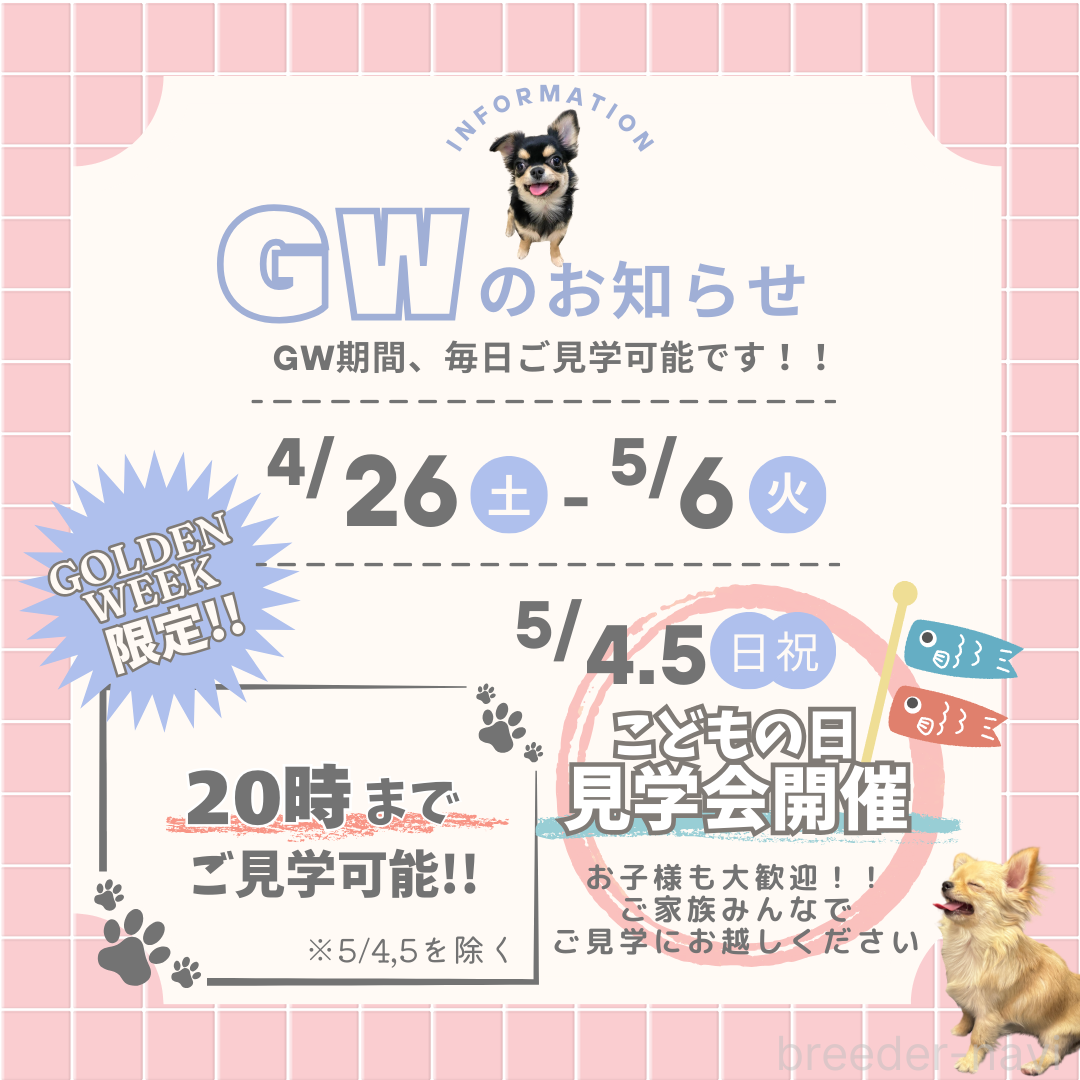 成約済の埼玉県のトイプードル-384306の3枚目
