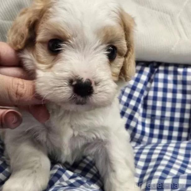 販売中の東京都のミックス犬-384309
