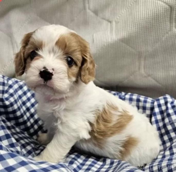 販売中の東京都のミックス犬-384310
