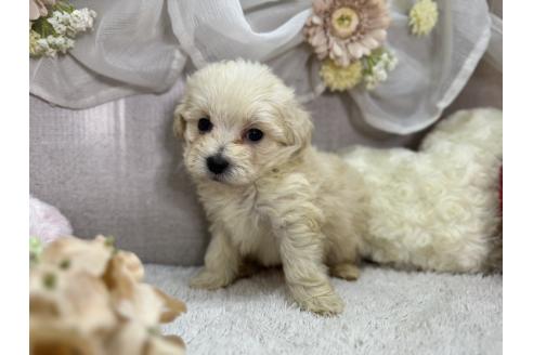 商談中の三重県のマルプー:マルチーズ×トイプードル-384340の5枚目