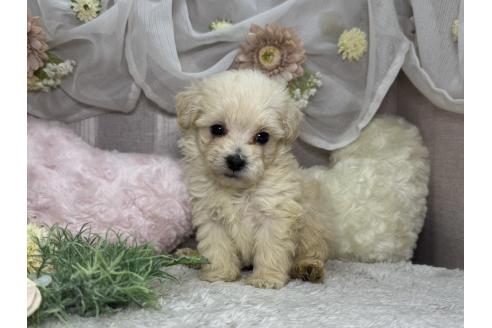 商談中の三重県のマルプー:マルチーズ×トイプードル-384340の4枚目
