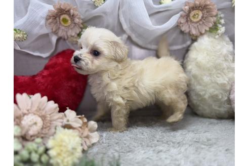 商談中の三重県のマルプー:マルチーズ×トイプードル-384340の3枚目