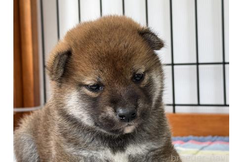 商談中の岡山県の柴犬-384339