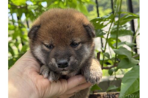 成約済の岡山県の柴犬-384339の5枚目