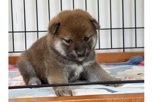 成約済の岡山県の柴犬-384339の4枚目