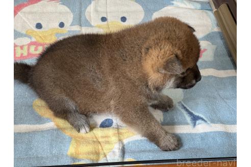 成約済の岡山県の柴犬-384339の3枚目