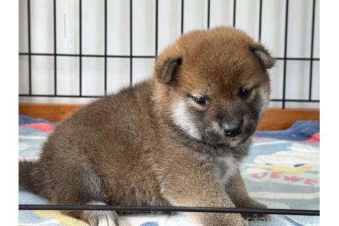 成約済の岡山県の柴犬-384339の2枚目