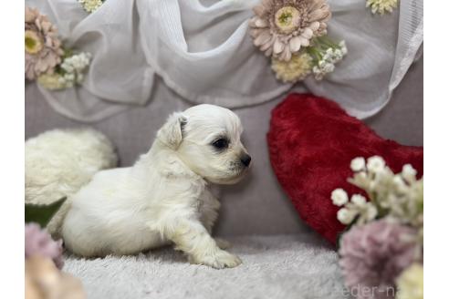 成約済の三重県のミックス犬-384345の3枚目