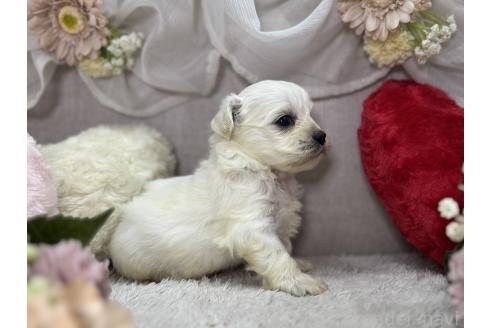 成約済の三重県のミックス犬-384345の2枚目