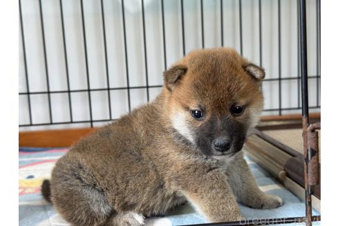 成約済の岡山県の柴犬-384354の5枚目