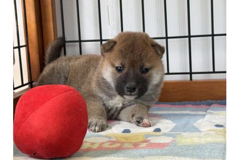 成約済の岡山県の柴犬-384354の4枚目