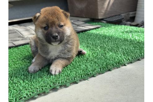 成約済の岡山県の柴犬-384354の2枚目
