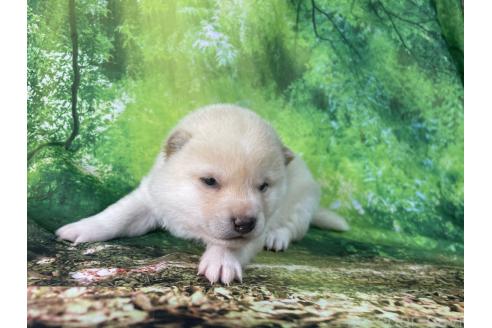 成約済の福岡県の豆柴-382537の10枚目