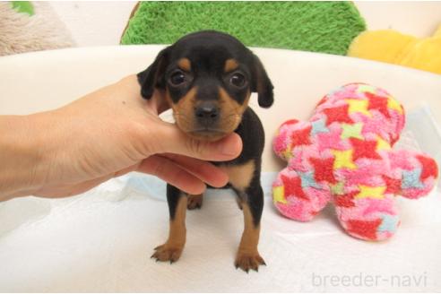 成約済の大阪府のミニチュアピンシャー(ミニピン)-384386の2枚目