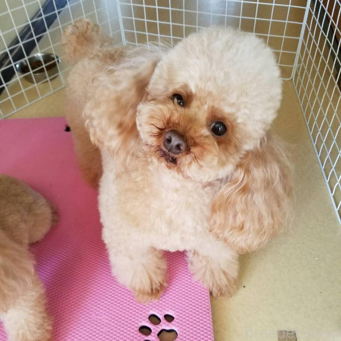 ミーシャちゃん1枚目