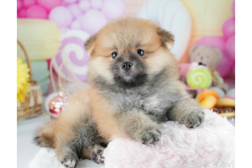 成約済の茨城県のポメラニアン-384503の6枚目