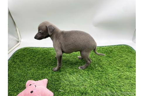 成約済の愛知県のイタリアングレーハウンド(イタグレ)-384397の4枚目