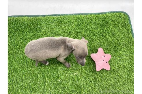 成約済の愛知県のイタリアングレーハウンド(イタグレ)-384397の2枚目