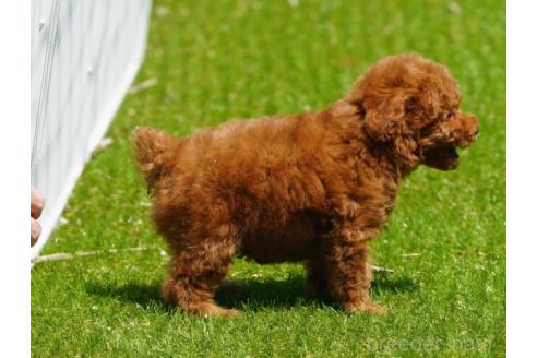 販売中の群馬県のトイプードル-384425の5枚目