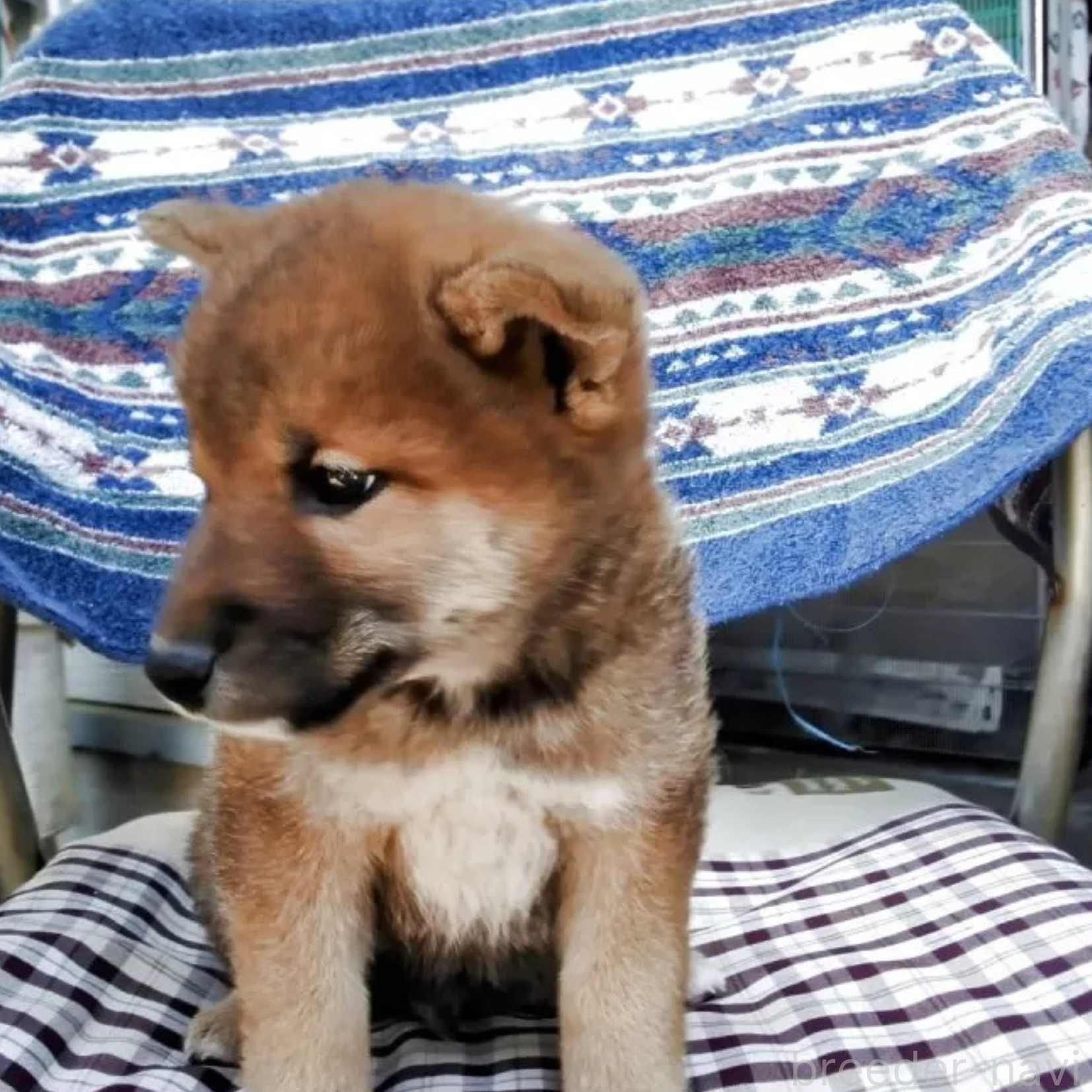 成約済の山梨県の柴犬-384424の2枚目