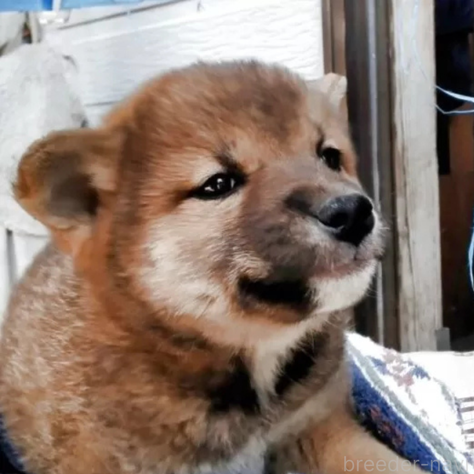 販売中の山梨県の柴犬-384424