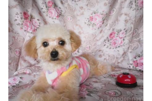 販売中の岡山県のミックス犬-384534の3枚目