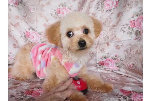 販売中の岡山県のミックス犬-384534の2枚目