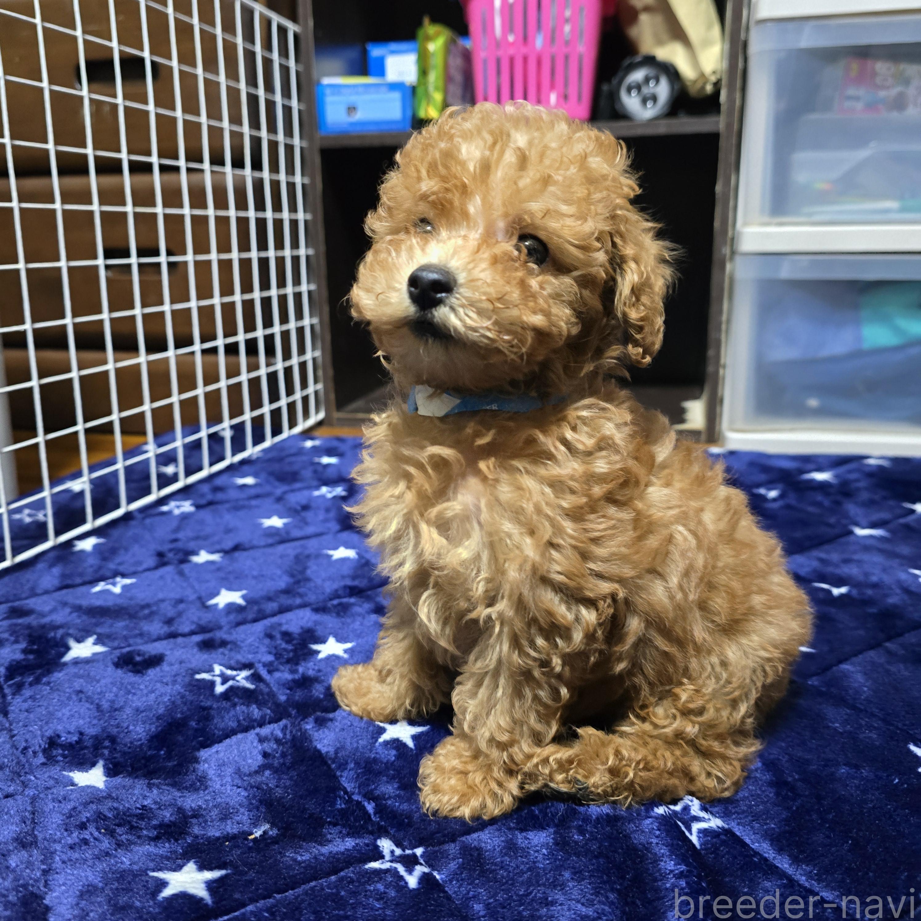 販売中の岡山県のトイプードル-374255の17枚目